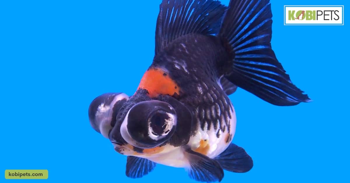 Black moor goldfish