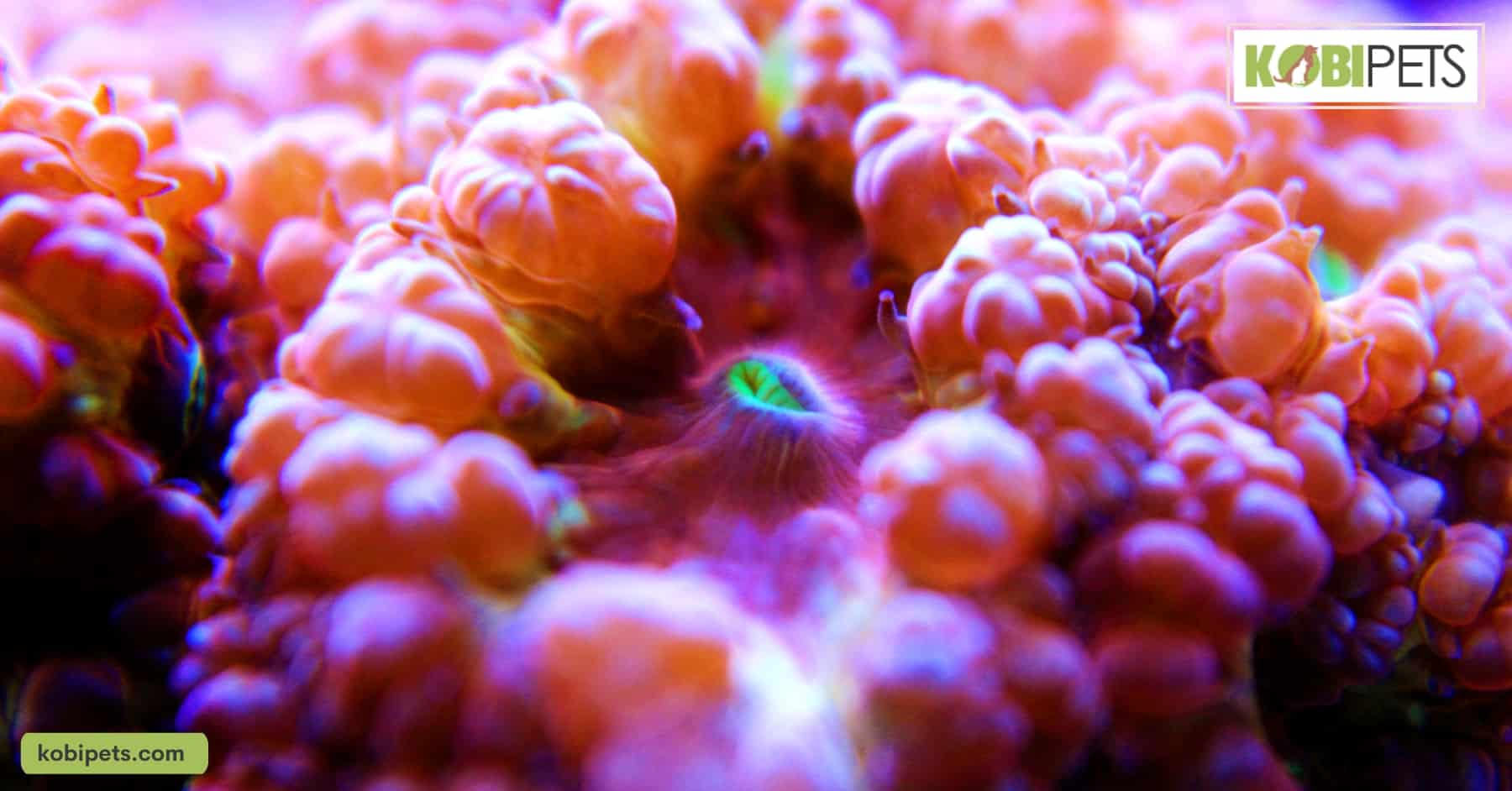 Blastomussa Coral