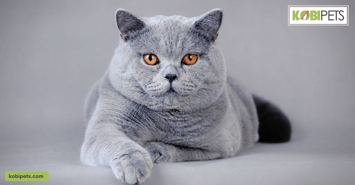 British Shorthair