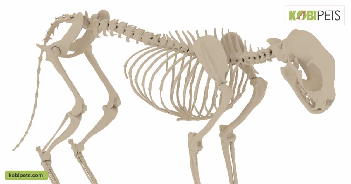 How Many Bones Does a Cat Have?