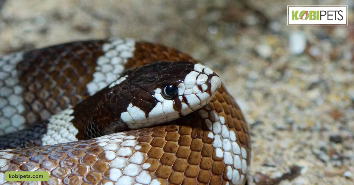 California Kingsnake (Lampropeltis Getula Californiae)