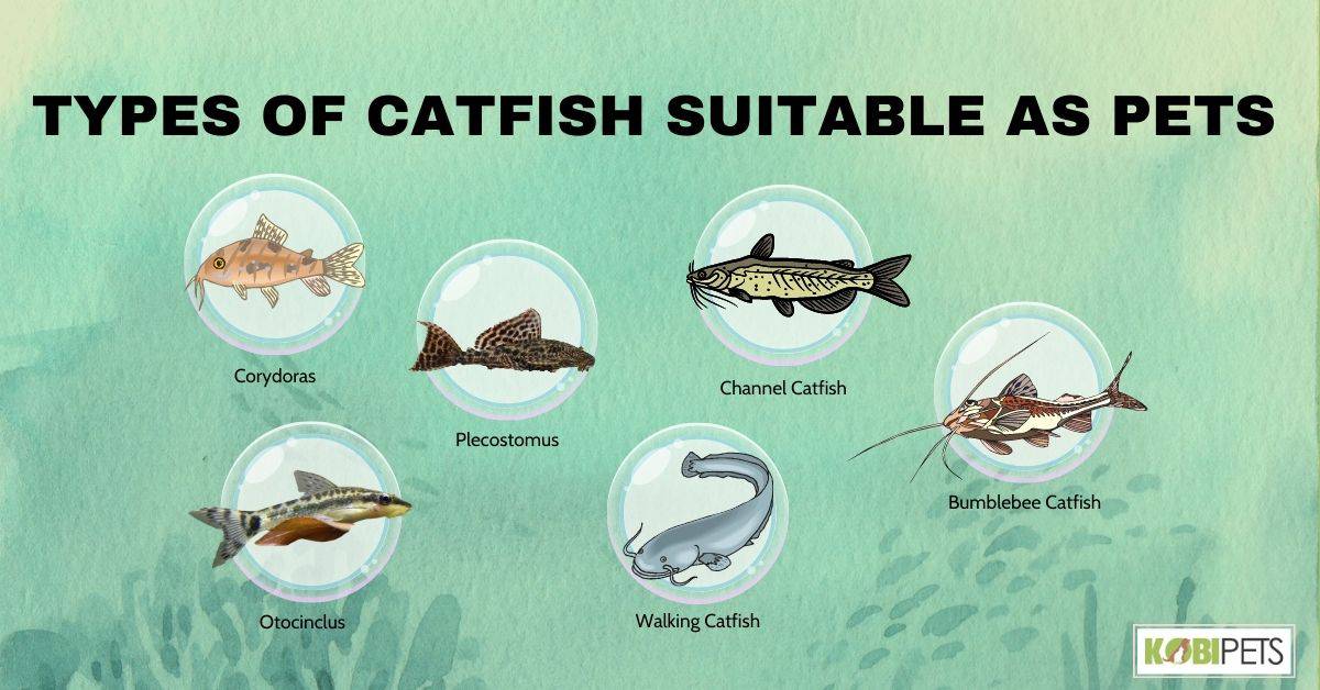 Types of Catfish Suitable as PetsTypes of Catfish SuiTypes of Catfish Suitable as Petstable as Pets