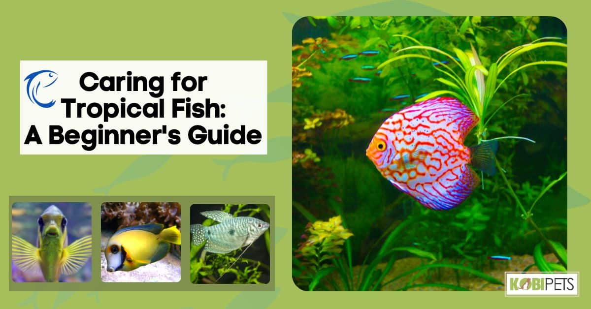 Caring for Tropical Fish: A Beginner's Guide
