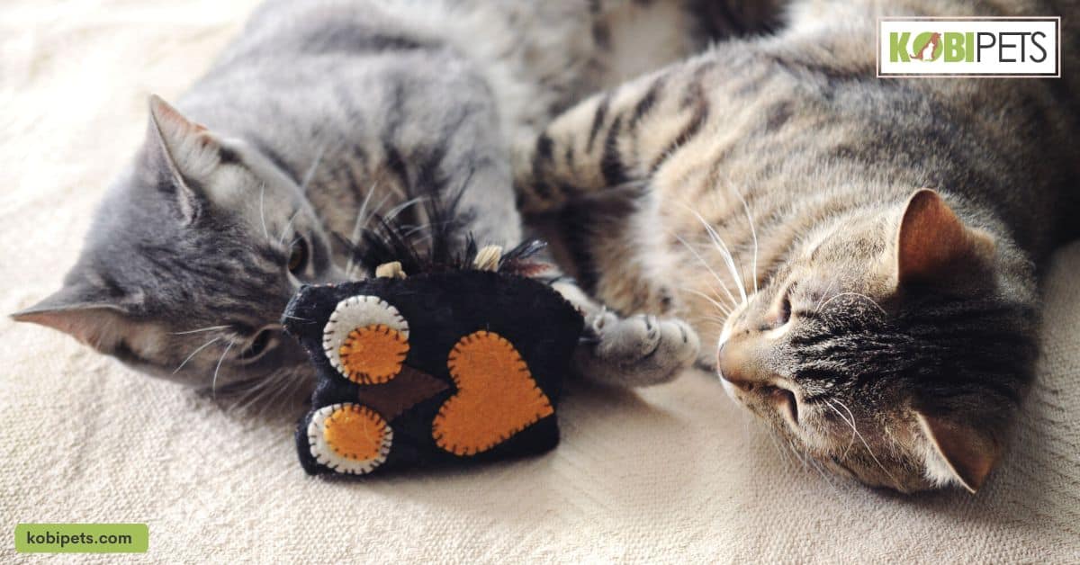 Catnip Toys