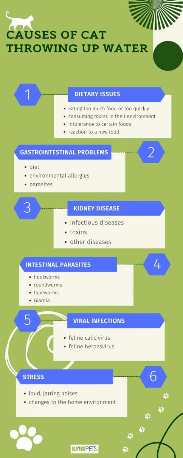 Why Is My Cat Throwing Up Water? Kobi Pets