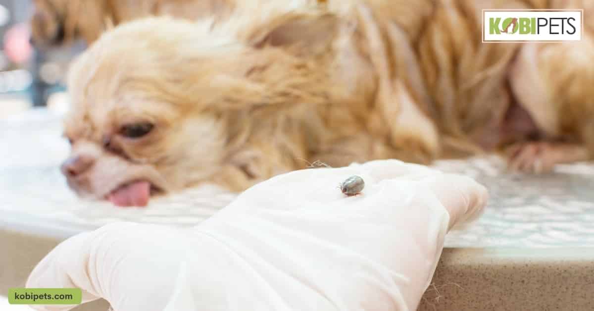 Causes of Ticks in Dogs