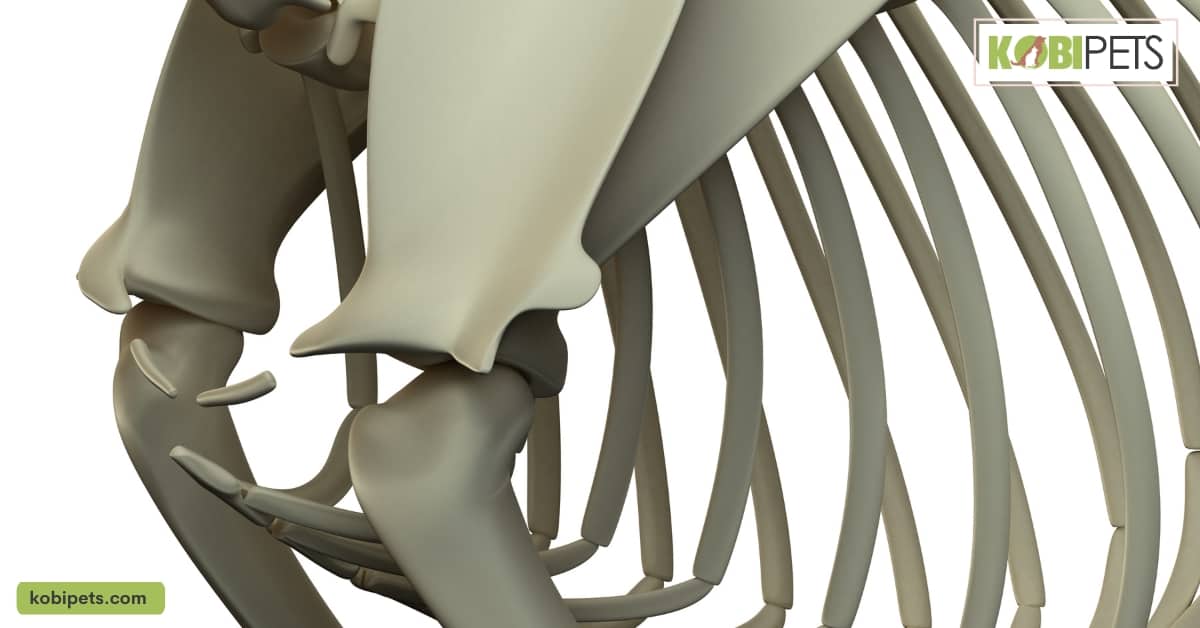 Clavicle Bones