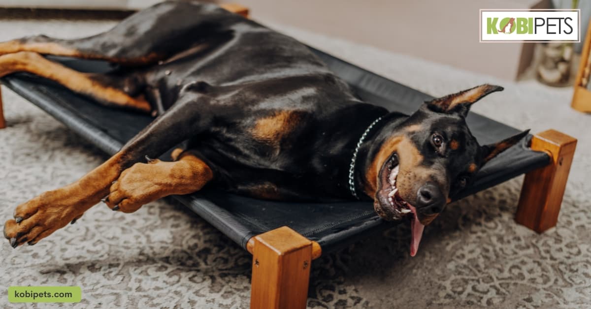 Clean pet bedding and toys regularly to prevent germs, bacteria, and odors from accumulating.