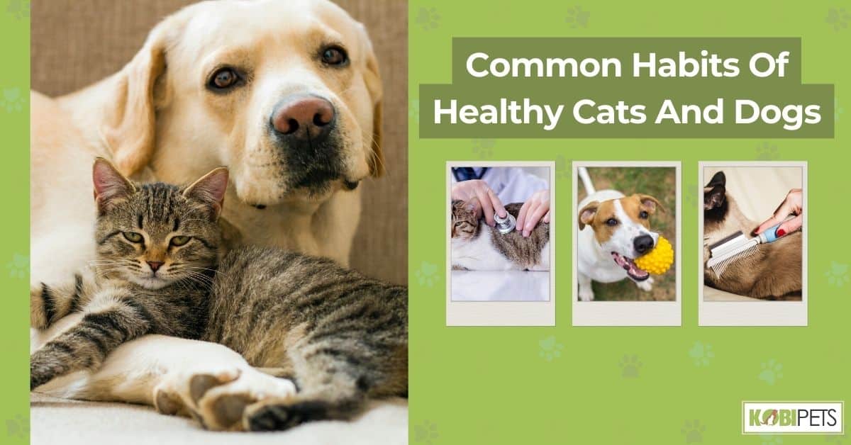 Common Habits Of Healthy Cats And Dogs