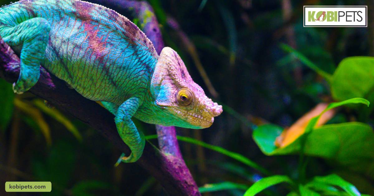 Caring for Pet Chameleons: A GuideCaring for Pet Chameleons: A Guide