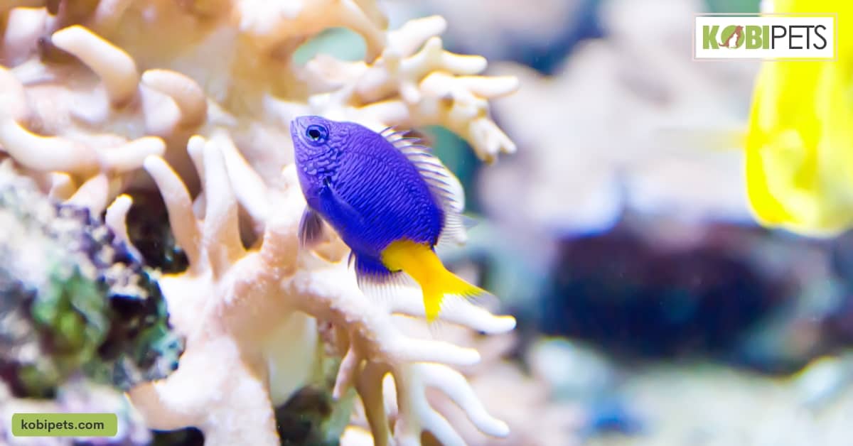 Consider the overall balance of the aquarium, including the size and number of different species, and the ratio of fish to plants.