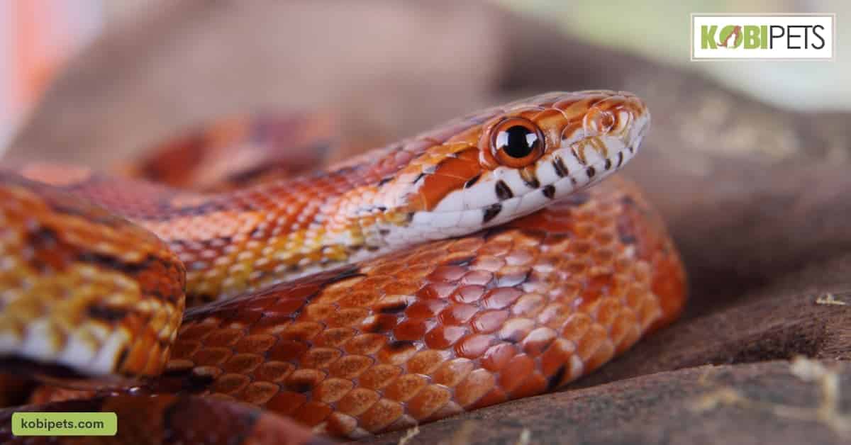 Corn Snake (Pantherophis Guttatus)