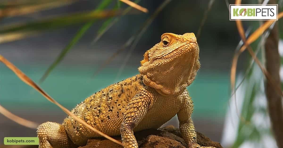 Bearded Dragon Pet Profile