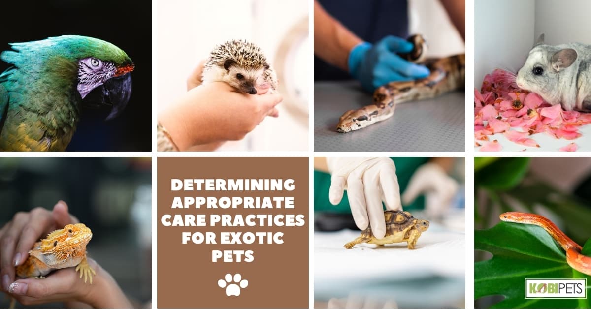 Determining Appropriate Care Practices for Exotic Pets