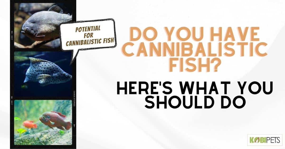 Do You Have Cannibalistic Fish_ Here's What You Should Do