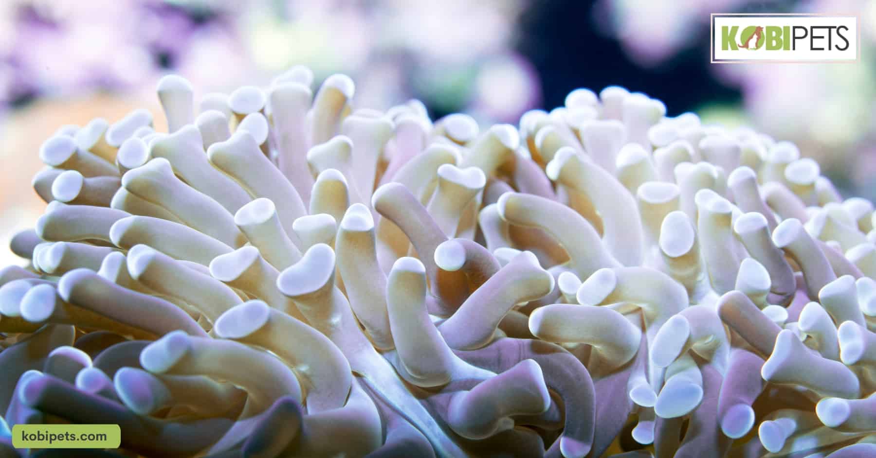 Euphyllia Torch Corals
