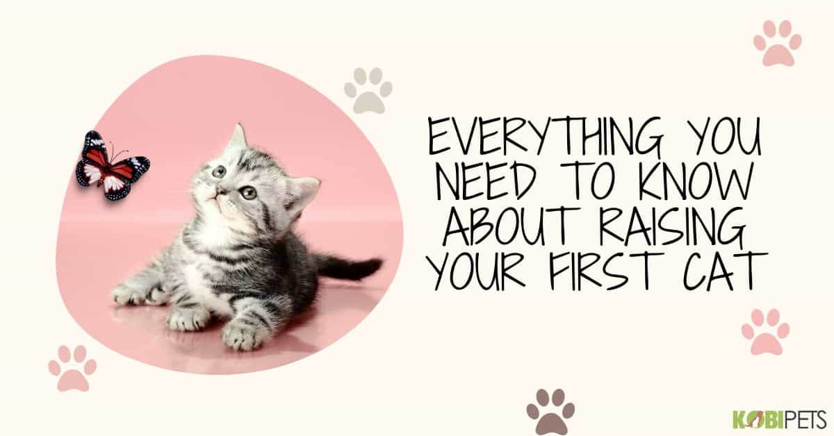 Everything You Need to Know About Raising Your First Cat