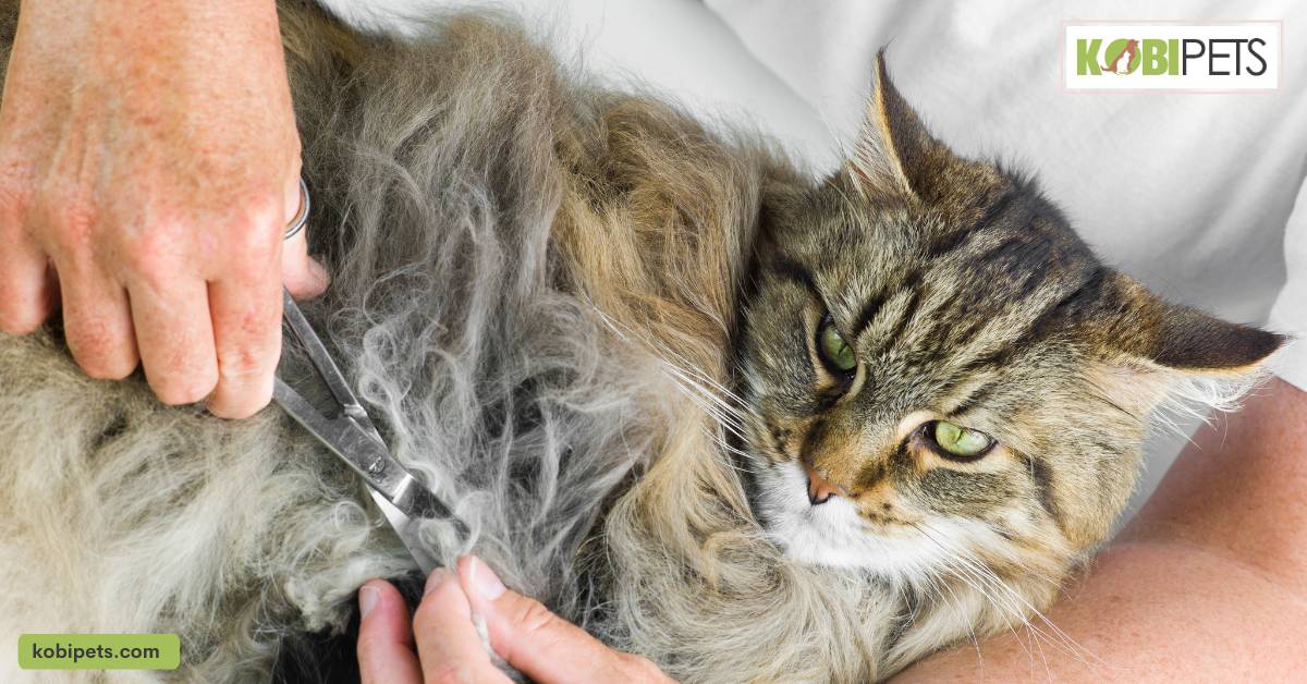 What is a Matted Fur in Cats?
