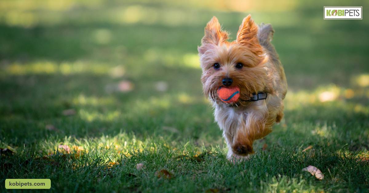 Exercise and Playtime