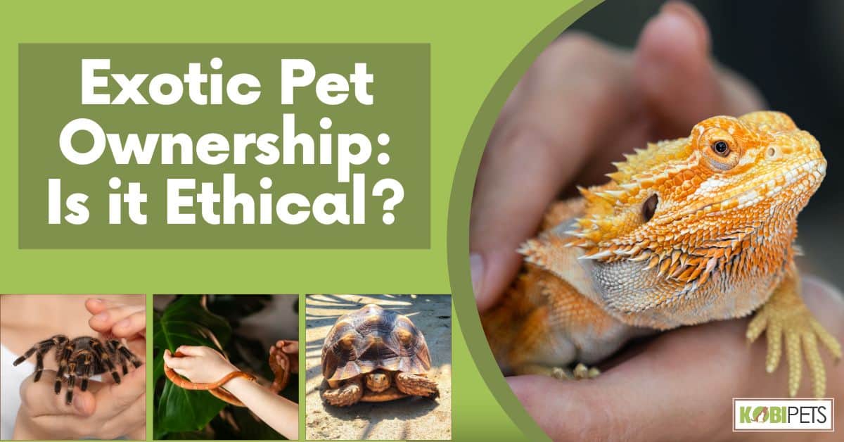 Exotic Pet Ownership: Is it Ethical
