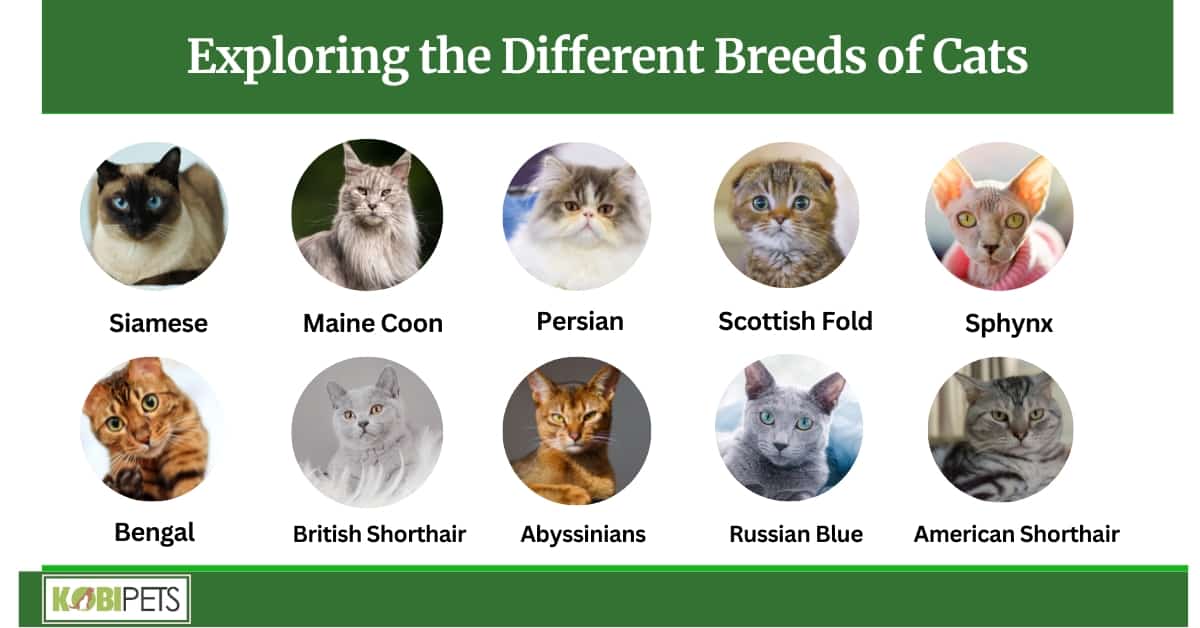Exploring the Different Breeds of Cats