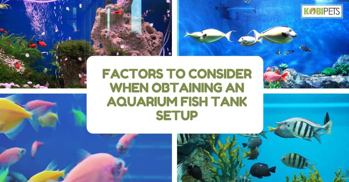 Factors To Consider When Obtaining An Aquarium Fish Tank Setup