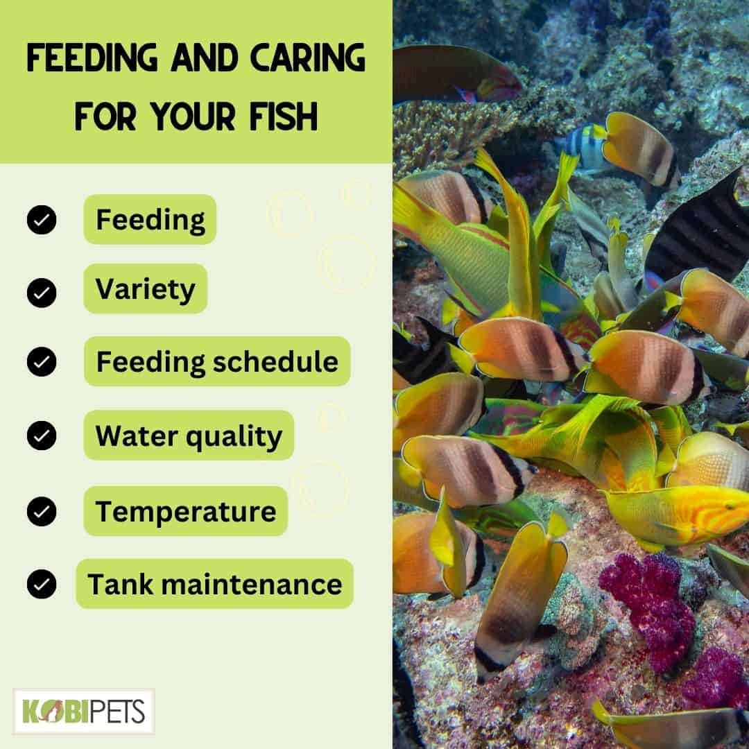 Feeding and Caring for Your Fish