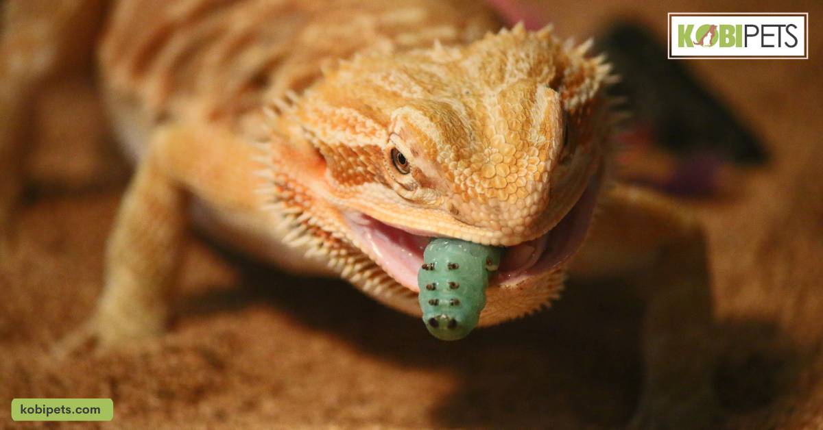 Feeding and Nutrition Requirements for Bearded Dragons