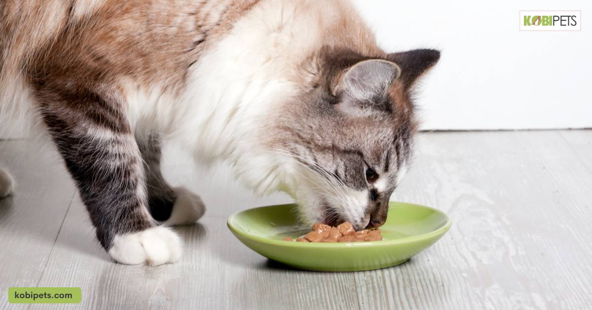 Feedings Cost for Cats