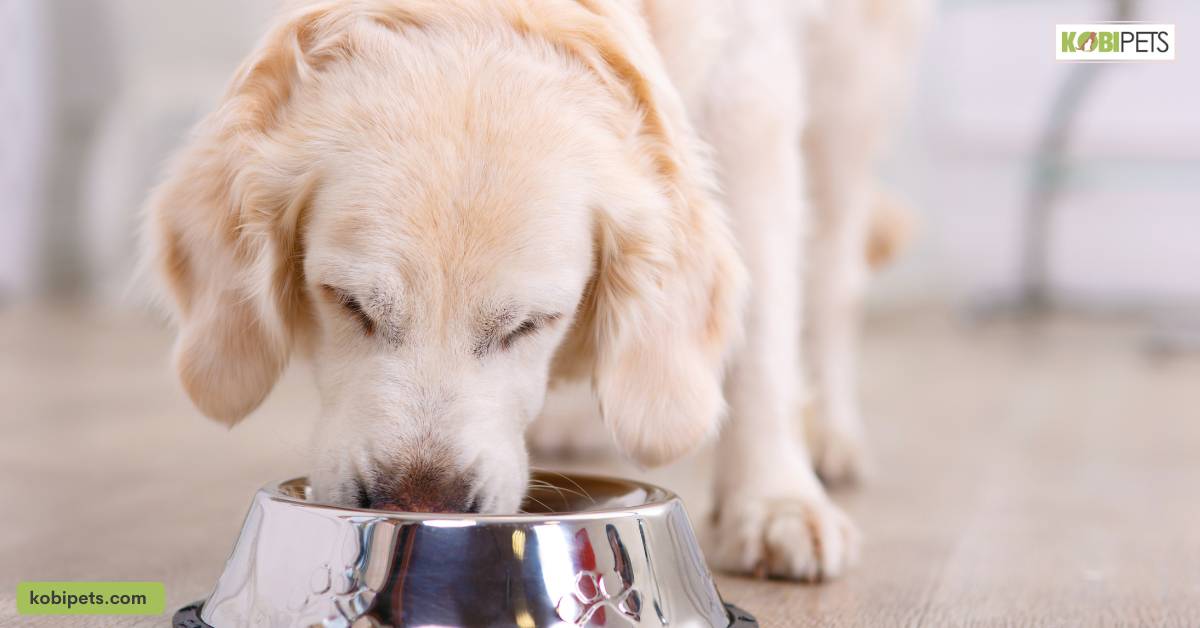 Feedings Cost for Dogs