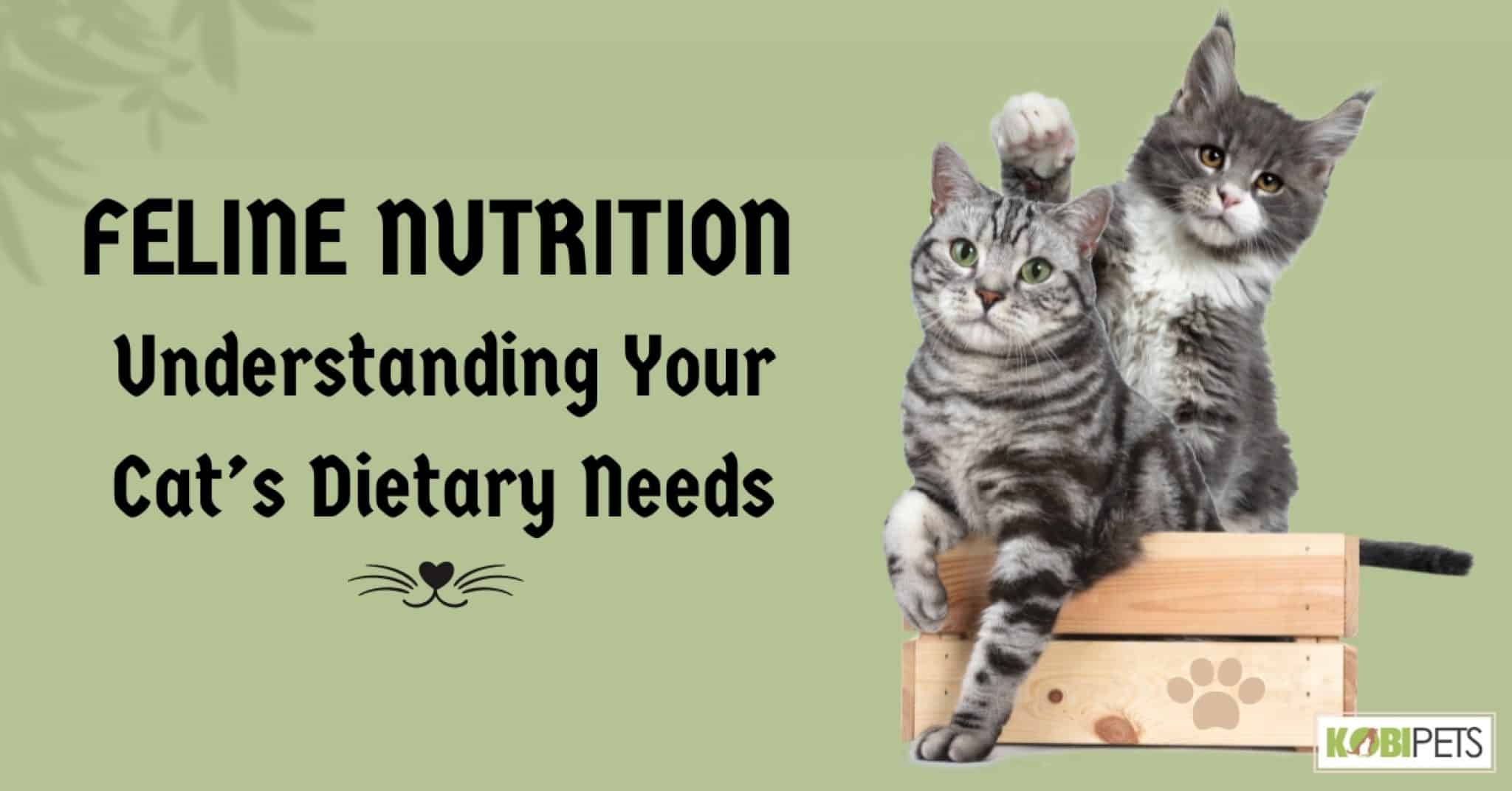 Feline Nutrition Understanding Your Cat's Dietary Needs Kobi Pets