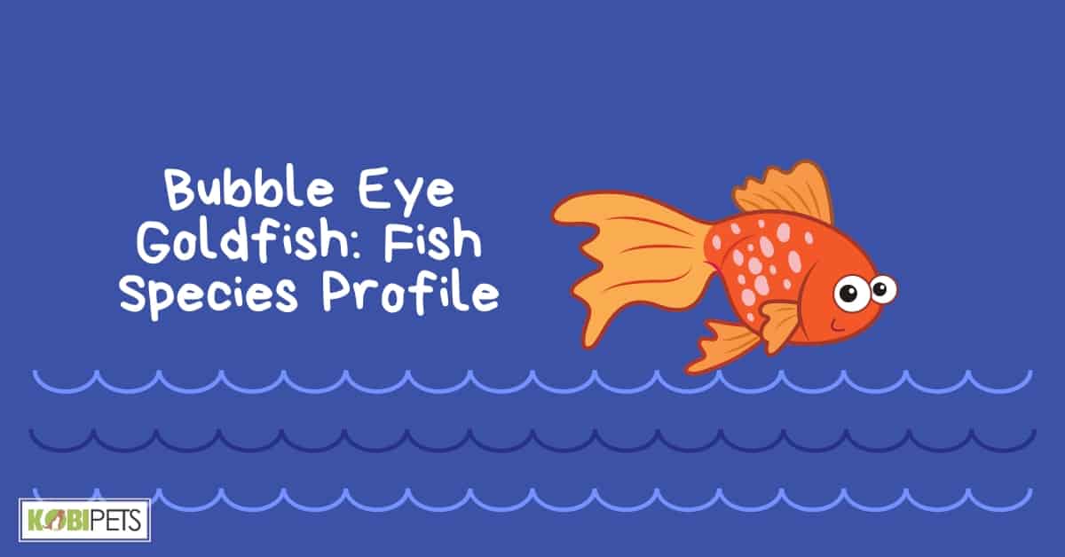 Bubble Eye Goldfish: Fish Species Profile