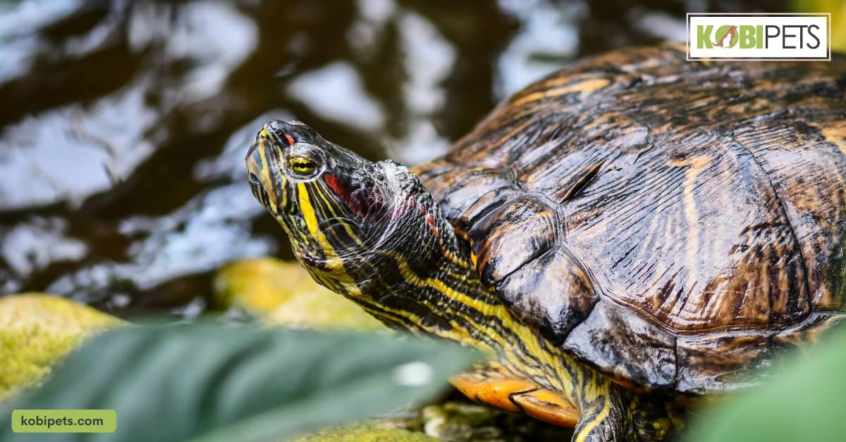 Foods That Red-Eared Slider Turtle Cannot Eat