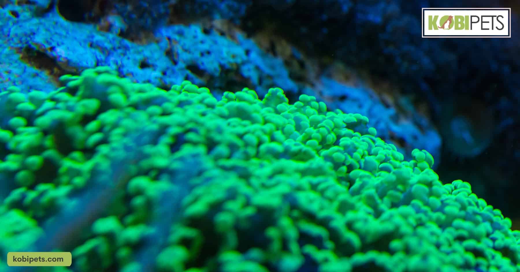 Frogspawn Corals