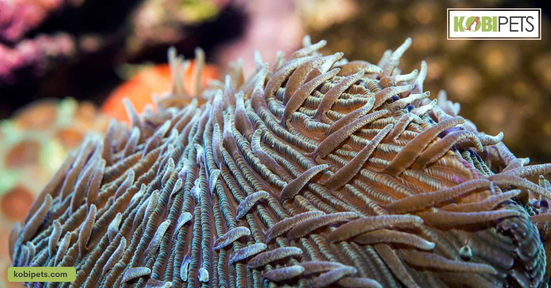 Fungia Plate Corals