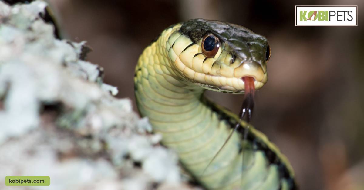 Garter Snake (Thamnophis Sirtalis)