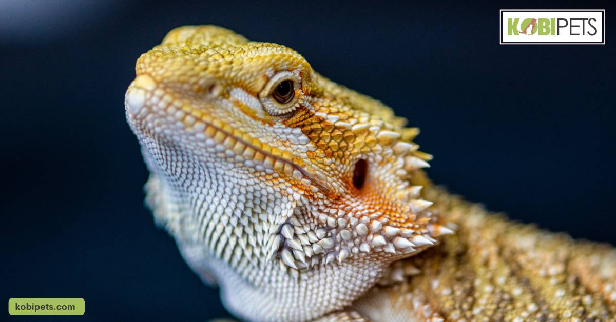 General Characteristics of Bearded Dragons