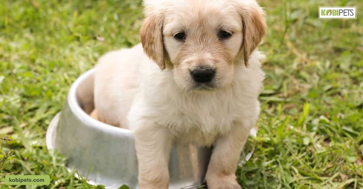 Get Supplies Needed for the Puppy's Care