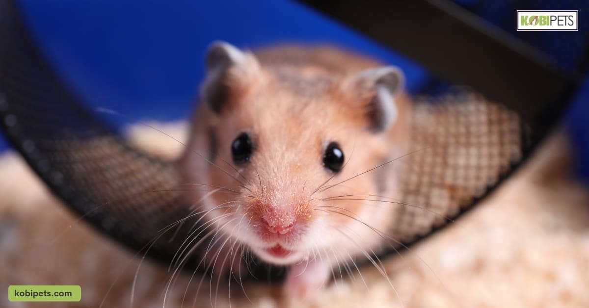 Give Your Hamster Plenty of Exercises