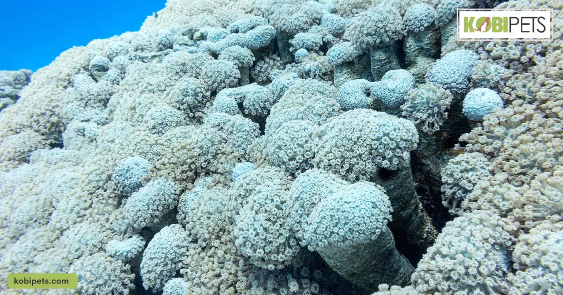 Goniopora Corals