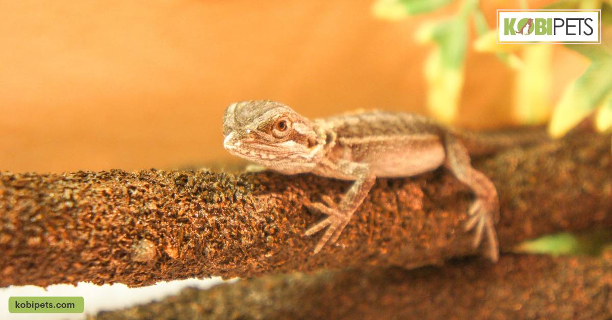 Health Risks and Common Diseases Associated with Bearded Dragons
