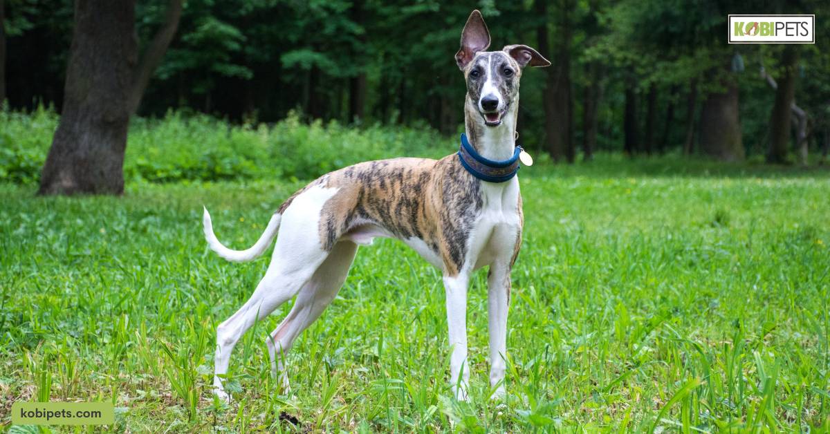 Hounds (e.g. Beagles, Greyhounds)