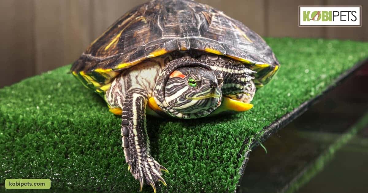 How Much Should I Feed My Turtle?