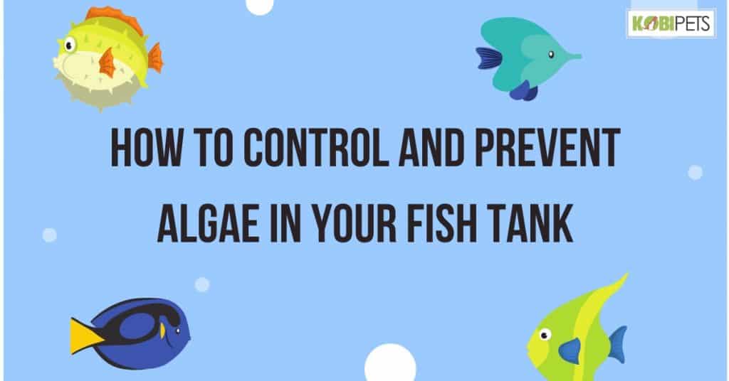 How to Control and Prevent Algae in Your Fish Tank Kobi Pets