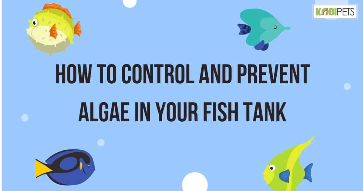 How to Control and Prevent Algae in Your Fish Tank
