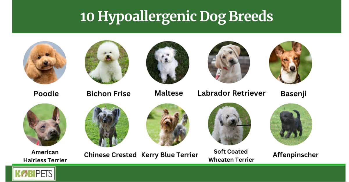 10 Hypoallergenic Dog Breeds