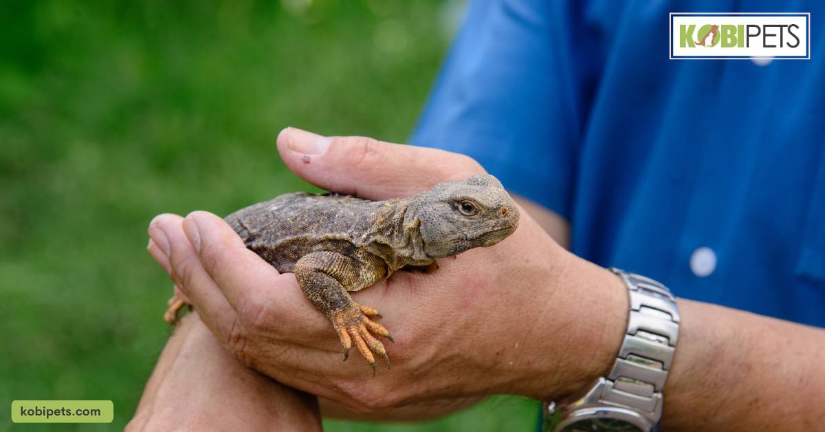 How to Handle and Care for a Pet-Bearded Dragon