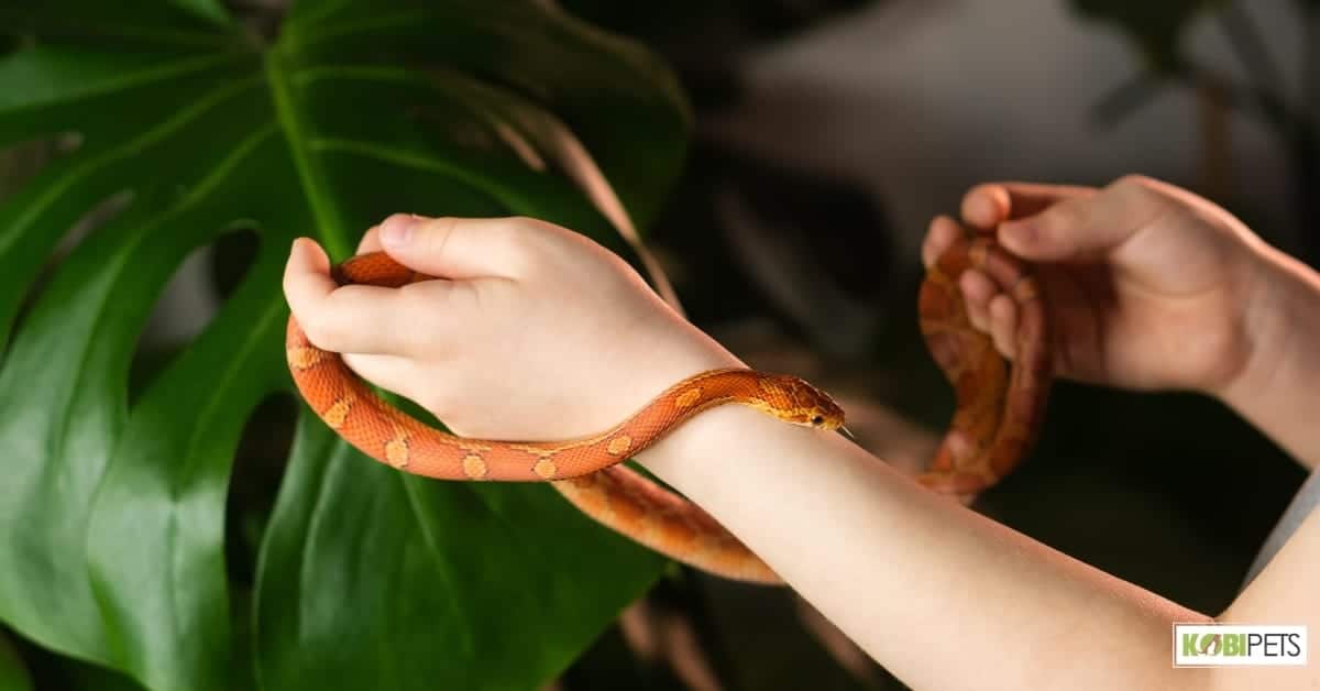 How to Locate a Qualified Exotic Pet Veterinarian