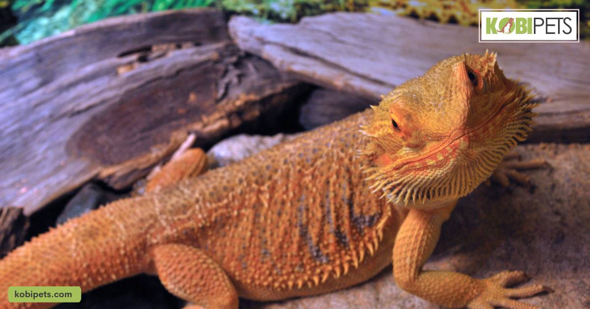 Ideal Environment for a Pet Bearded Dragon