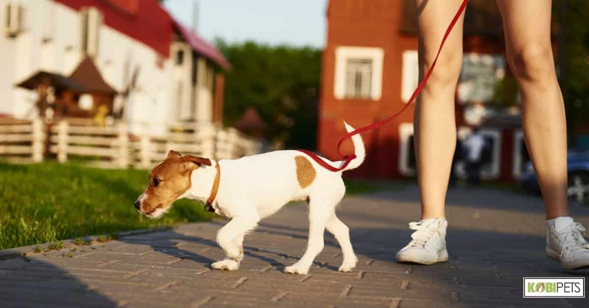 Importance of Finding the Right Harness, Collar, and Leash for Dogs